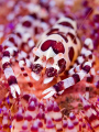 Coleman shrimp. Another great dive in the critter paradise of Seraya, north Bali. Olympus E330, 50mm macro, nexus wetlens, 2 Ikelite DS125 strobes. 